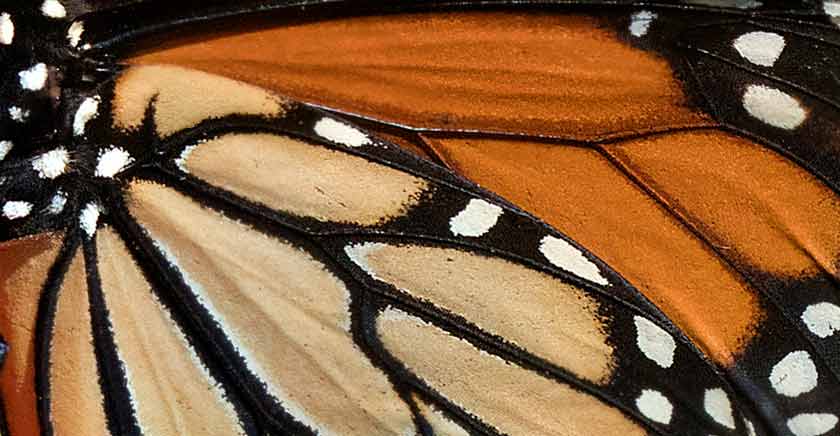 The pattern of a butterfly wing.